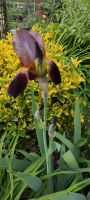 Iris Garten Iris Brandenburg - Blankenfelde-Mahlow Vorschau