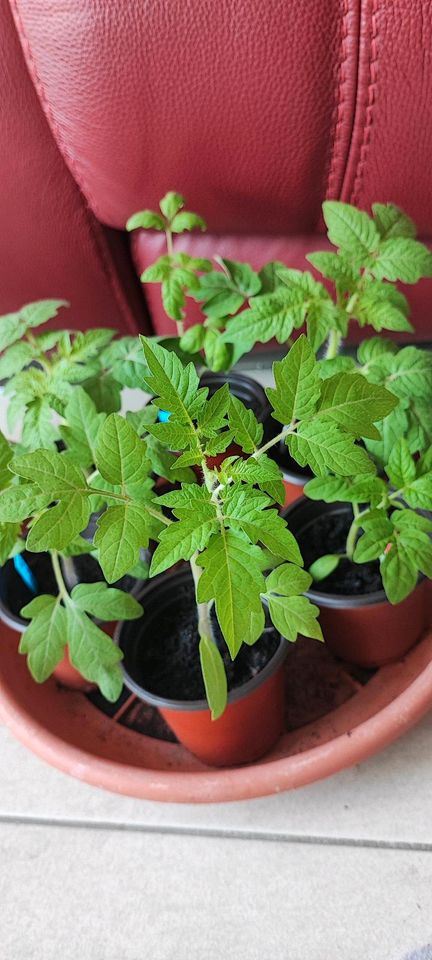 Buschtomaten Rotkäppchen Tomatem Pflanzen Gemüse Topf in Mönchhagen