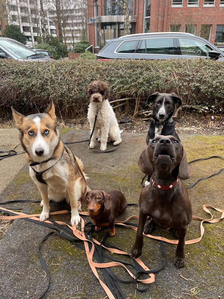 Hundetagesbetreuung in Hamburg