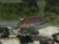 Lamprologus similis Tanganjikasee Schneckenbuntbarsch Nordrhein-Westfalen - Siegen Vorschau