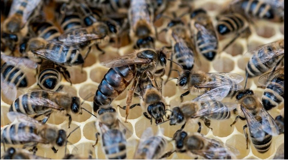 Wirtschaftsvolk mit Erlanger Zander Beute Carnica Bienen Karnika in Dietingen