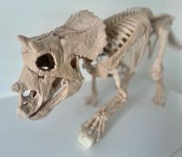 Triceratops Baby Skelett 1:1 3D Druck Dinosaurier Knochen Baden-Württemberg - Tuttlingen Vorschau