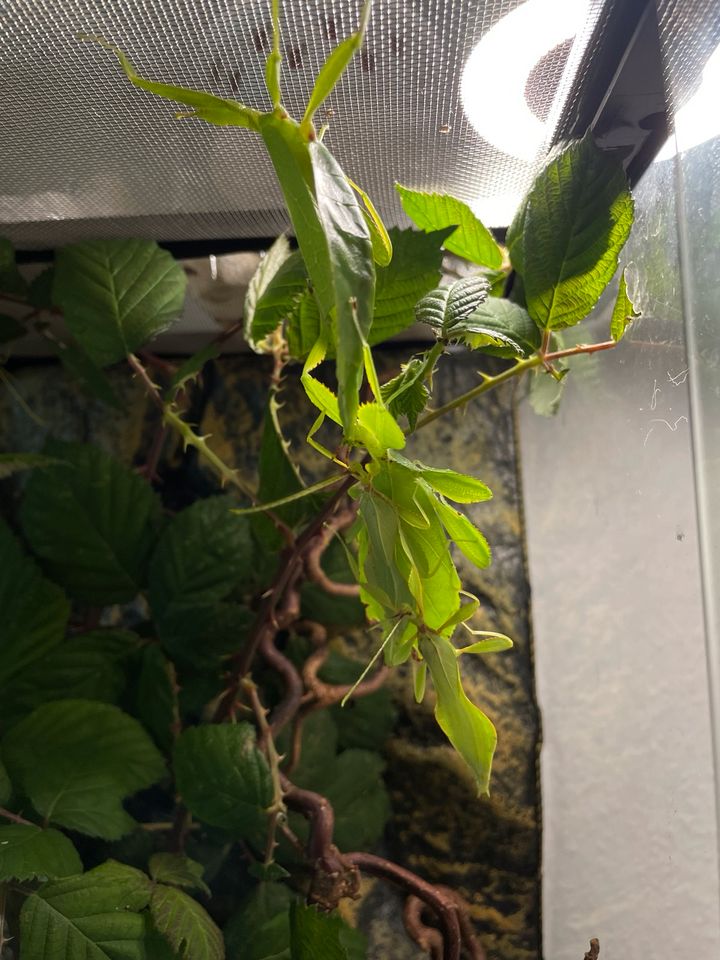 Phyllium Philipinicum wandelnde Blätter in Boizenburg/Elbe