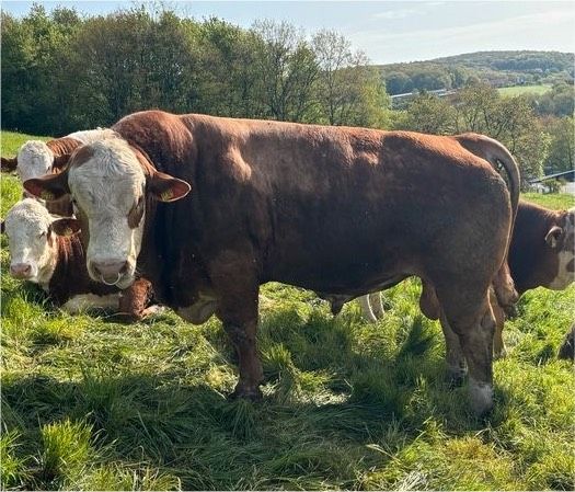 Fleckvieh Fleisch Deckbulle BIO, HB A in St. Wendel