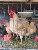 Hühner zu verkaufen Bayern - Reisbach Vorschau