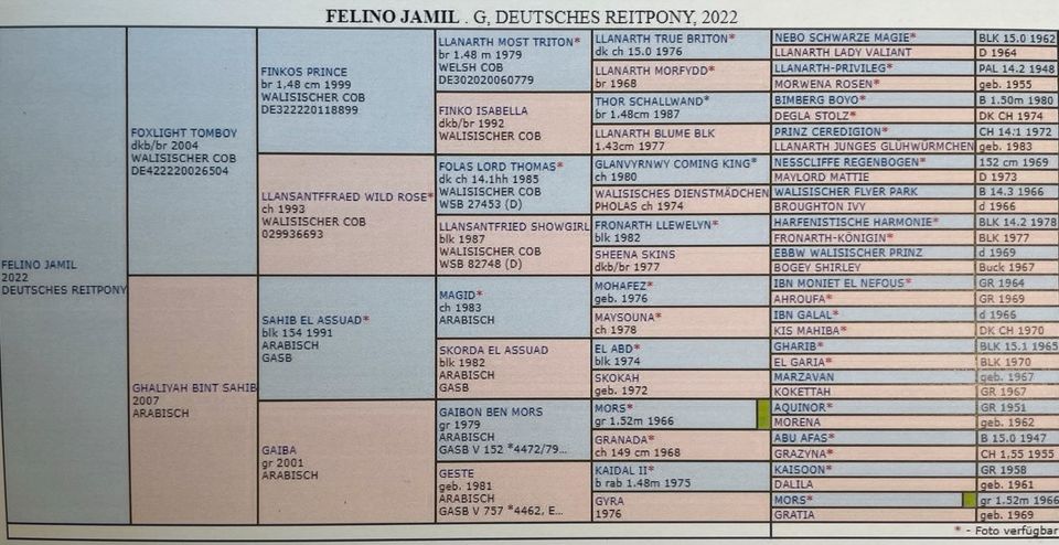 Deutsches Reitpony, 2 Jährig, Wallach in Luckau