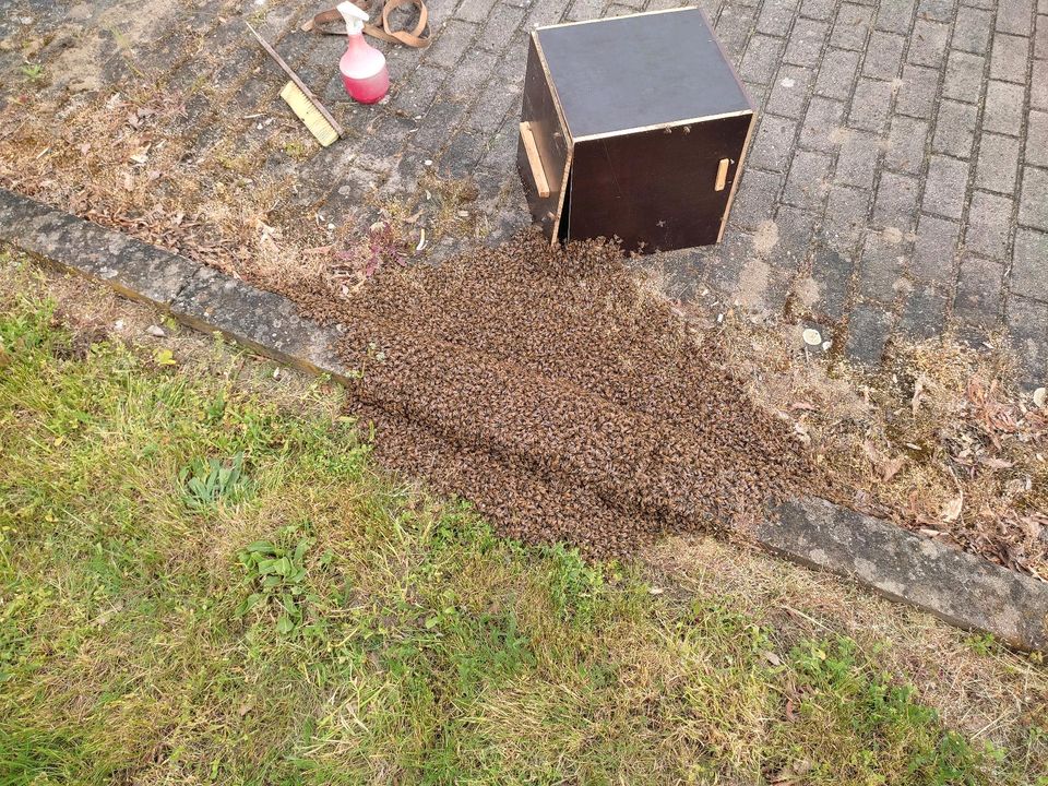 Bienenschwarm , Imker fängt ihn kostenlos in Trebbichau