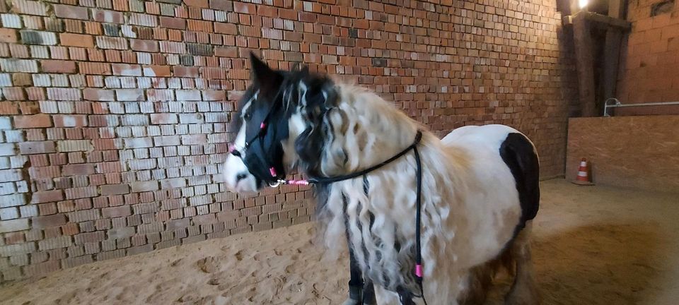 Reitbeteiligung auf Tinkerstute ( Pferd sucht Reiter) in Altomünster