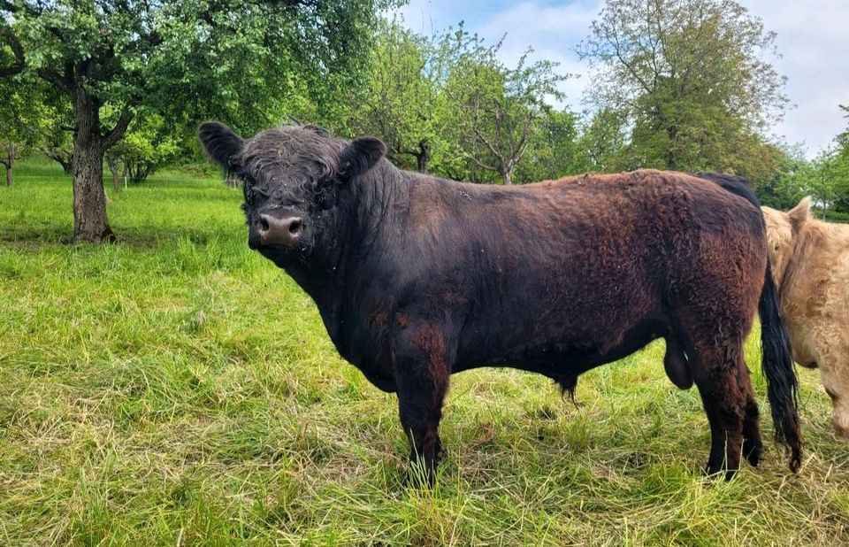 Galloway / Galloways / Rinder / Kühe / Mutterkühe in Frickenhausen