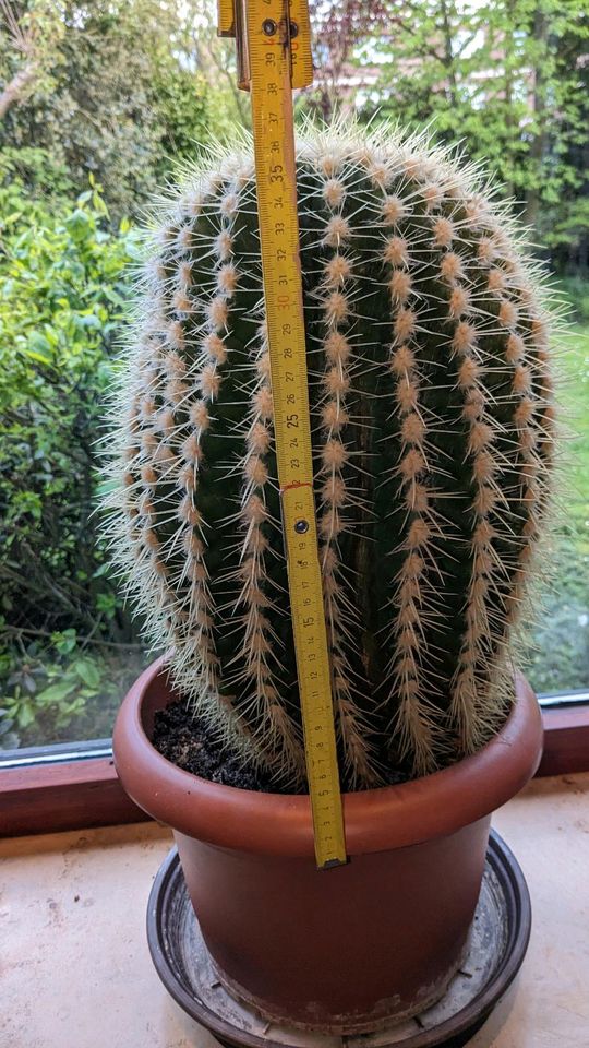 Kaktus 30 Jahre groß Schwiegermuttersitz (Echinocactus grusonii) in Wesel