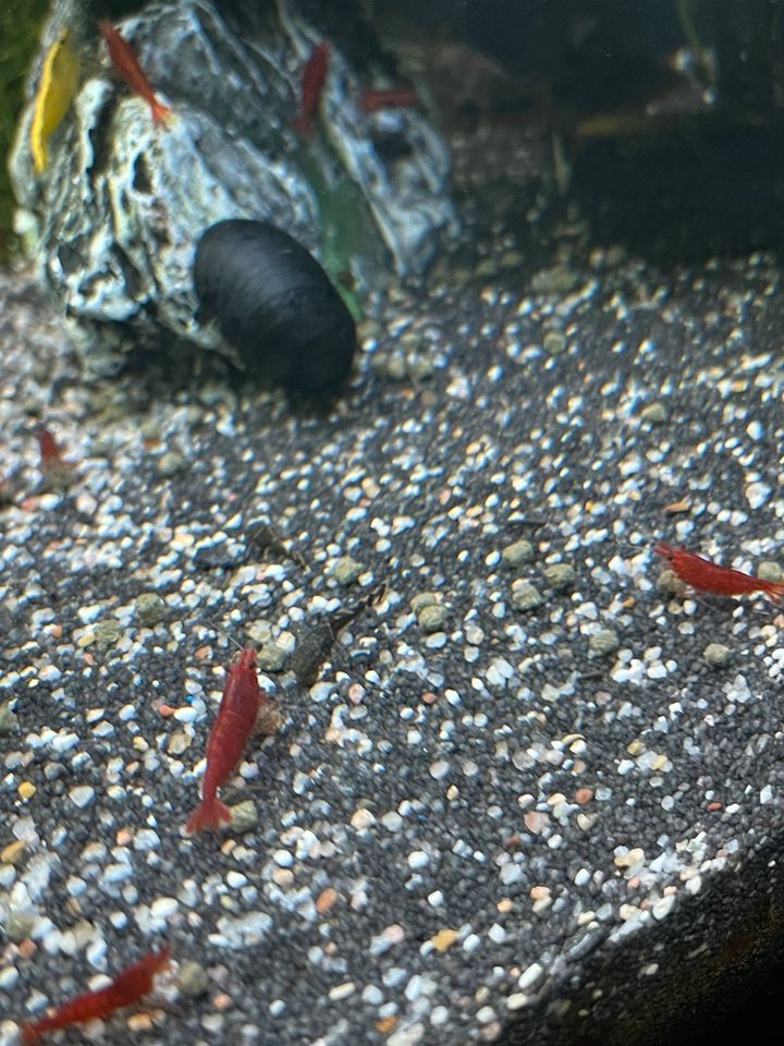 Antenenwels Nachwuchs Fische Aquarium in Ravensburg