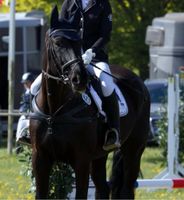 Reitbeteiligung gesucht(Pferd sucht Reiter) Herzogtum Lauenburg - Brunstorf Vorschau