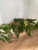 Monstera variegata, aurea, adansonii, verschiedene Stecklinge Bayern - Speichersdorf Vorschau