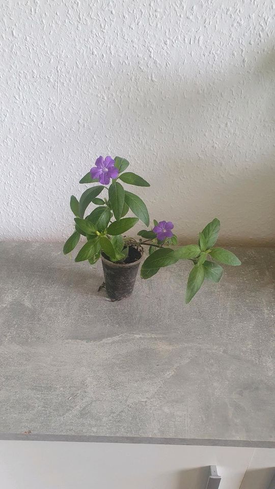 Zimmerpflanze Ruellia caroliniensis halbampel in Magdeburg