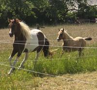 Paint Horse Hengstfohlen Bayern - Amorbach Vorschau