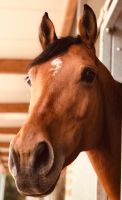 Talentierte Warmblutstute 11 Jahre  1,63 Stckm. Baden-Württemberg - Bad Krozingen Vorschau