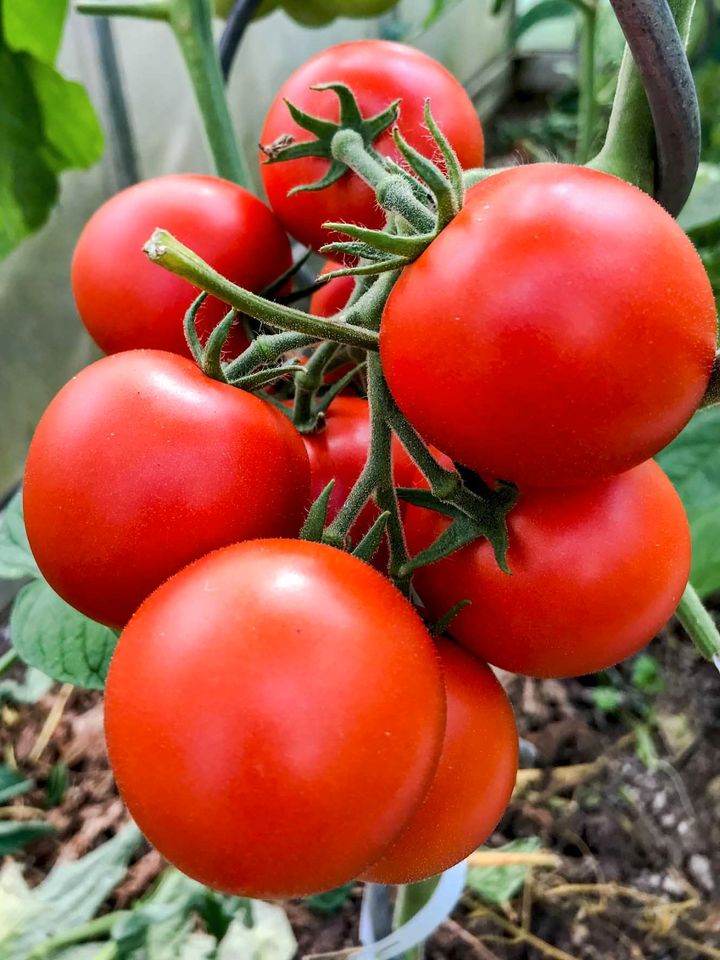 OPA's beste Tomate: rot, aromatisch+fruchtig top Ertrag 15 Samen in Waigolshausen