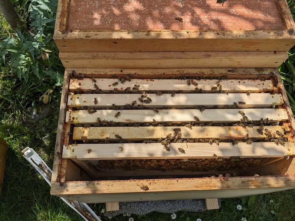 Bienenschwarm auf Dadant modifiziert in Köln