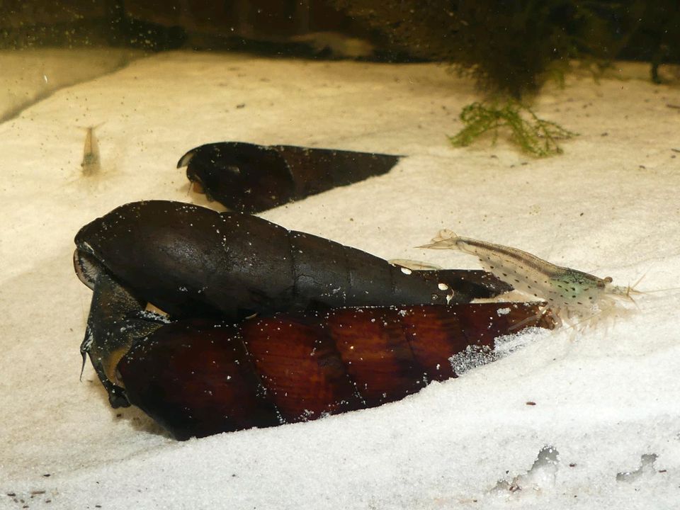 ⭐ Teufelsdornschnecke - Faunus ater Aquarium in Northeim