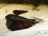 ⭐ Teufelsdornschnecke - Faunus ater Aquarium Niedersachsen - Northeim Vorschau