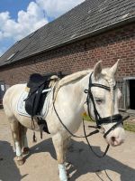 Reitbeteiligung Pony „Bella“ (Pferd sucht Reiter) Nordrhein-Westfalen - Kempen Vorschau