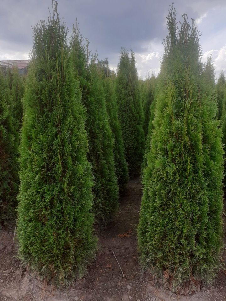 Thuja Smaragd 100-250cm, RABATTE, Anlieferung, Pflanzberatung in Norderstedt