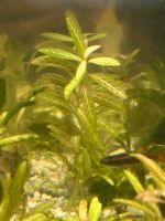 Hygrophila polysperma Sunset Aquarium Pflanze Hessen - Kassel Vorschau