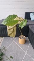 Philodendron | Alocasia | Hoya | Zimmerpflanzen Baden-Württemberg - Leingarten Vorschau