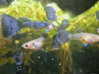 Guppy, Fächerschwanz. schwarz blau Niedersachsen - Stade Vorschau