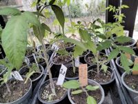 Tomatenpflanzen Niedersachsen - Boffzen Vorschau