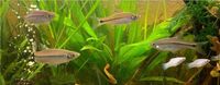 Rasbora paviana Mecklenburg-Vorpommern - Sehlen Vorschau