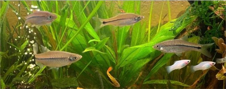 Rasbora paviana in Sehlen