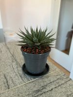 Schöne Aloe Vera Sukkulenten Pflanze mit Seramis Granulat im Topf Bayern - Augsburg Vorschau