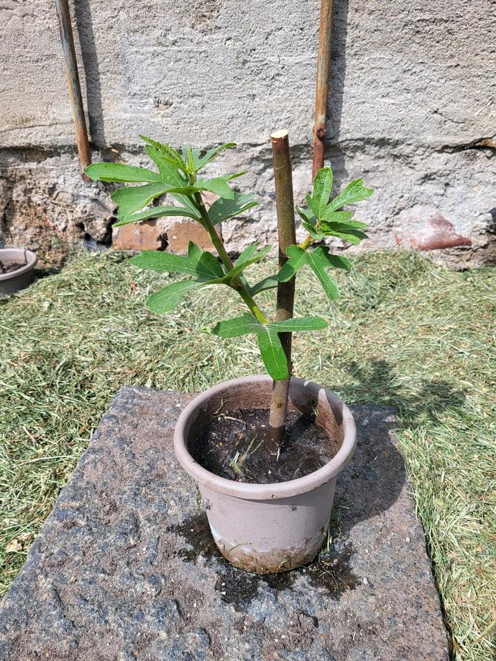 Feigenbaum Feige Ficus Carica Ronde de Bordeaux Ableger in Hoyerswerda