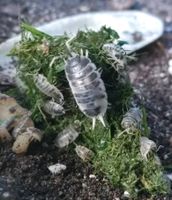 Panda Asseln Porcellio laevis Niedersachsen - Hardegsen Vorschau