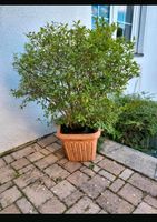 Ligusterbusch im Topf für Balkon oder Terrasse Hessen - Liederbach Vorschau