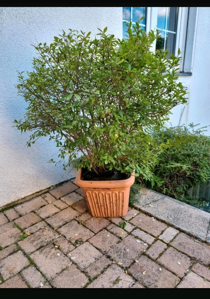 Ligusterbusch im Topf für Balkon oder Terrasse in Liederbach