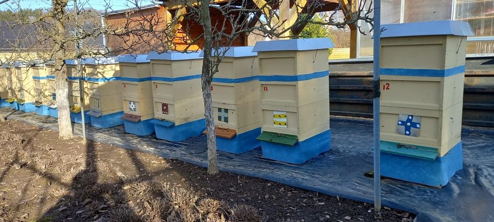 Bienenvölker Bienenbeute abzugeben Zandermaß in Ronshausen