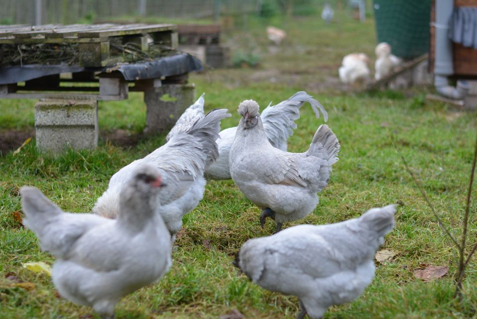 Bruteier Lavender Araucana - Grünleger / Türkisleger in Gerstungen