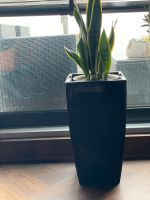 Blumentopf Vase XXL Übertop Sensevieria Bogenhanf Düsseldorf - Friedrichstadt Vorschau