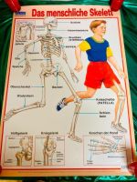 Lehrreiches Biologie Poster ❤️ Menschliche Skelett ❤️ schulanfang Berlin - Lichterfelde Vorschau