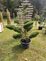 Wacholder Gartenbonsai Formgehölze Formschnitt Japangarten Bayern - Bogen Niederbay Vorschau