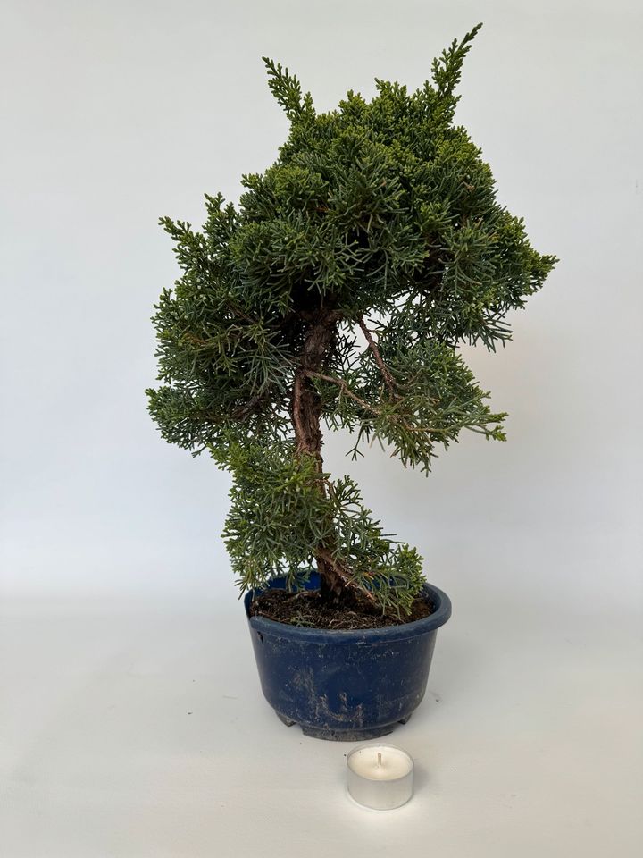 Bonsai Pre Bonsai Juniperus chinensis in Böhl-Iggelheim