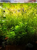 Rotala Rotundifolia "Green" Kr. München - Haar Vorschau