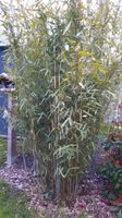 Suche Bambus (stangen) egal in welcher Stärke Nordrhein-Westfalen - Velbert Vorschau