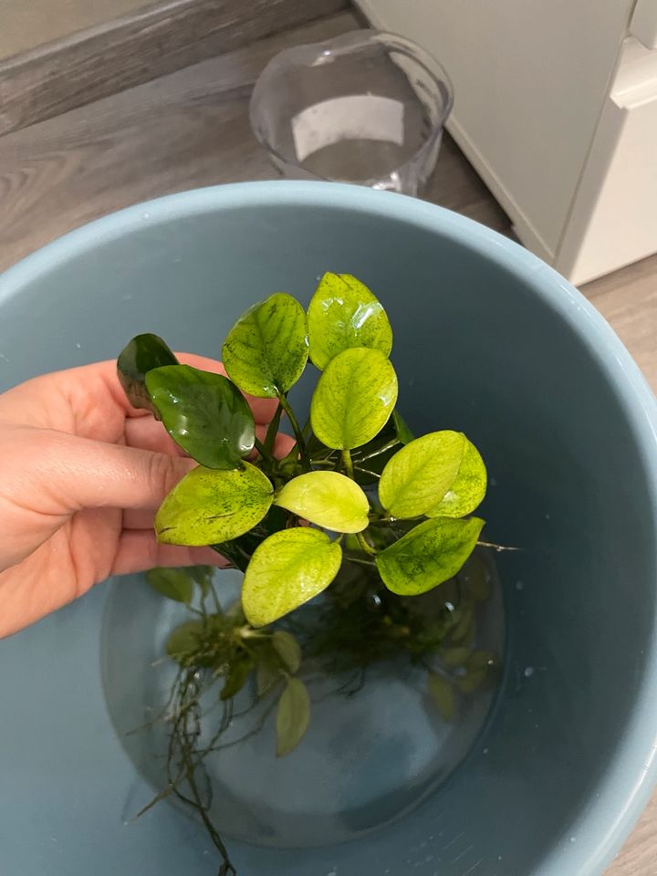 anubias nana in Berlin