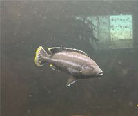 Pseudotropheus perileucos Rheinland-Pfalz - Koblenz Vorschau