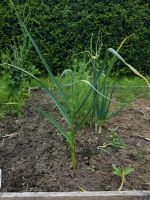 Etagenknoblauch Rockenbolle Nordrhein-Westfalen - Minden Vorschau