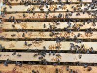 Dunkle Biene Apis Mellifera Mellifera Ableger Volk Brandenburg - Ludwigsfelde Vorschau