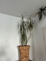 Zimmerpflanze Dracena mit Übertopf Rattan Berlin - Köpenick Vorschau